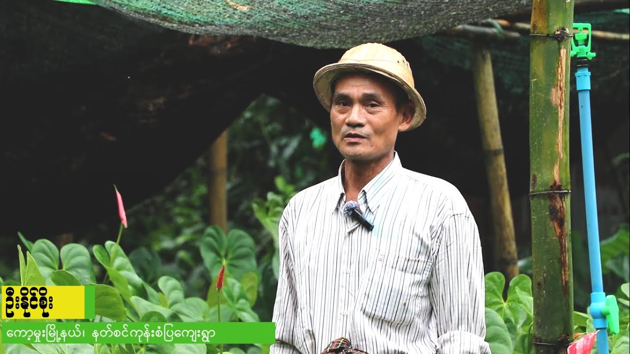 'ပိန်းပန်းအကြောင်းသိကောင်းစရာ'