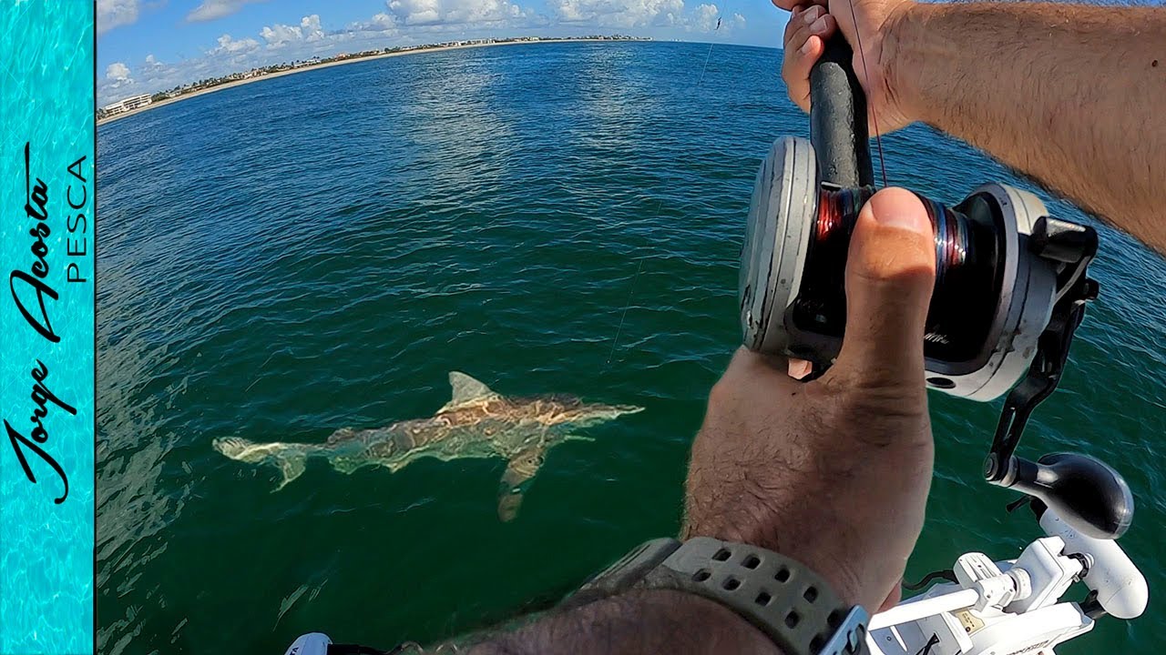 PESCA de TIBURON de 100 lbs con CAÑA de PESCA