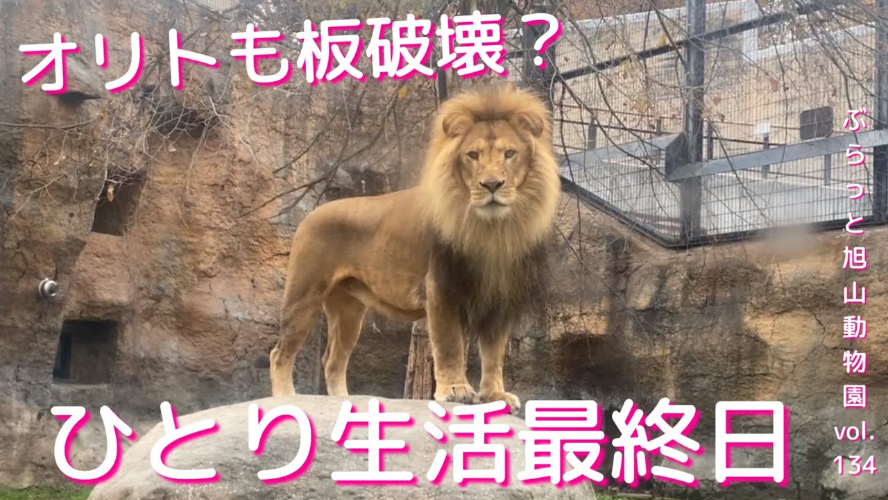 イオに続き板を壊すオリト！虎のリキ固まる。夏期開園最終日。美男美女ライオン夫婦生活vol.134@旭山動物園/Lion breaks the board.Tiger next door hardens