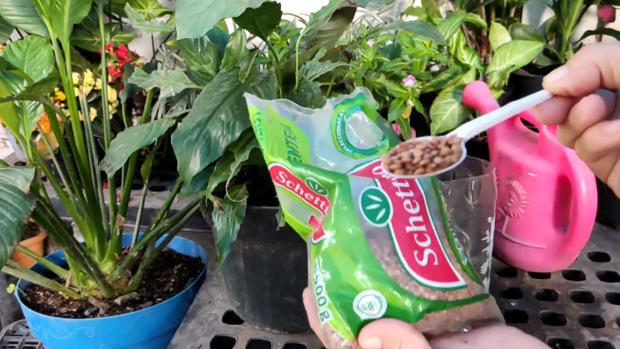 Cuna de Moisés como hacer florecer la cuna de moises #ichigopan #jardinfeliz #cunademoises