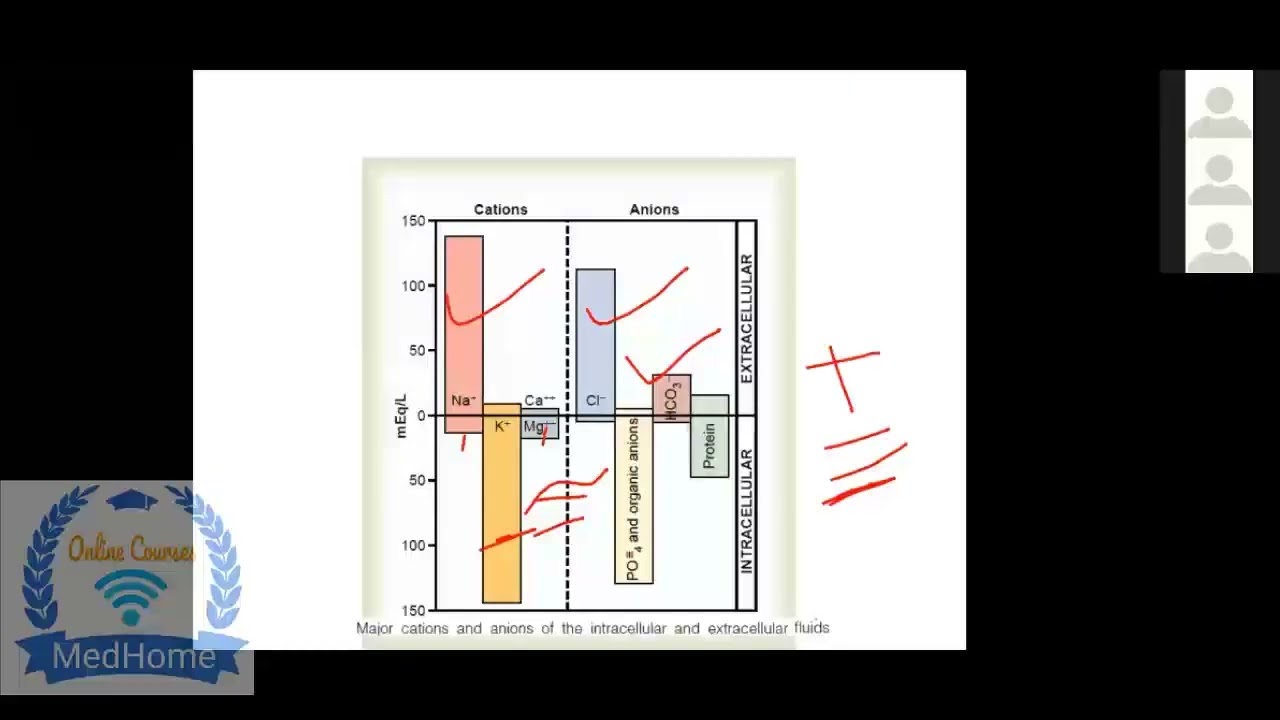 Renal Physiology from BRS & First Aid By Dr Uzma