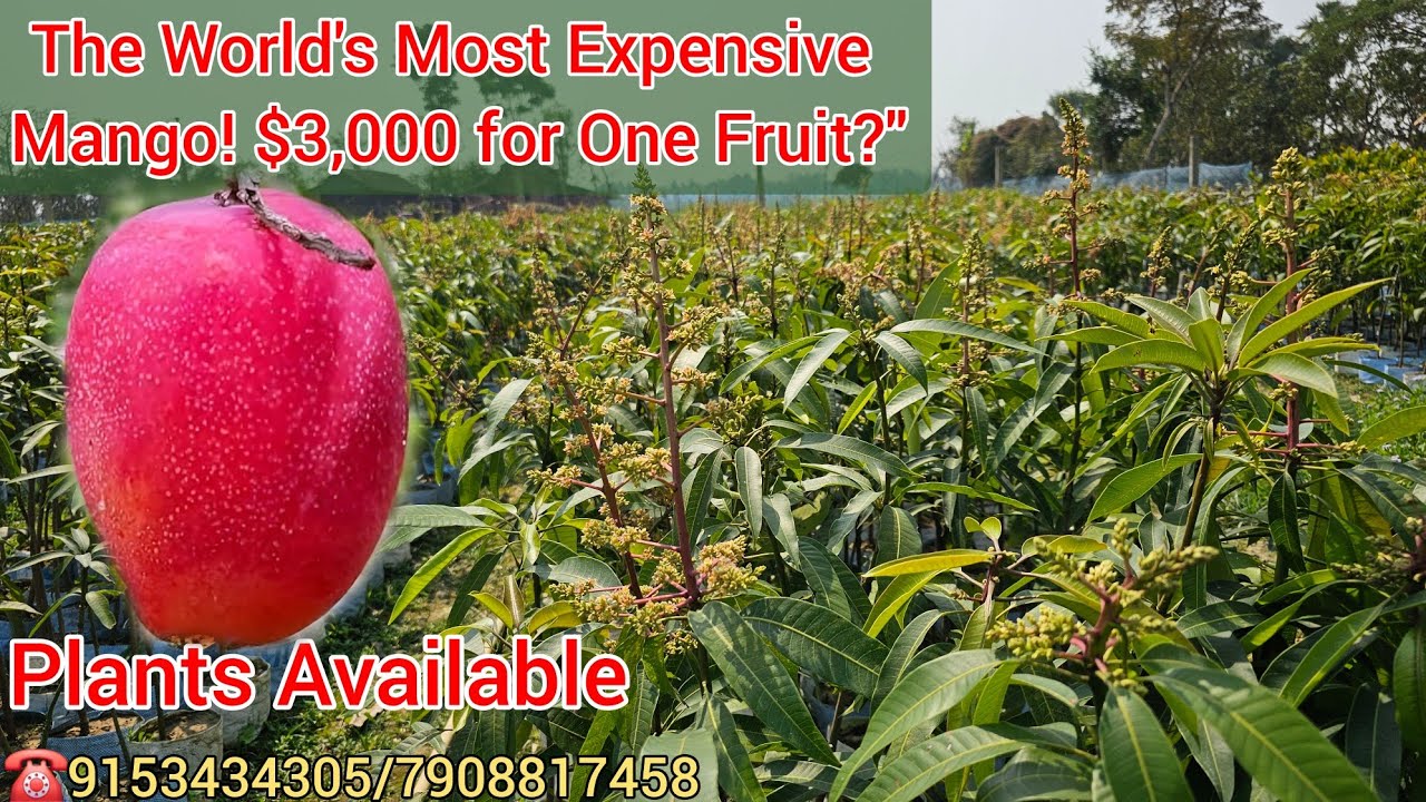 From Japan to Thailand: My Rare Mango Plants Collection 2026.