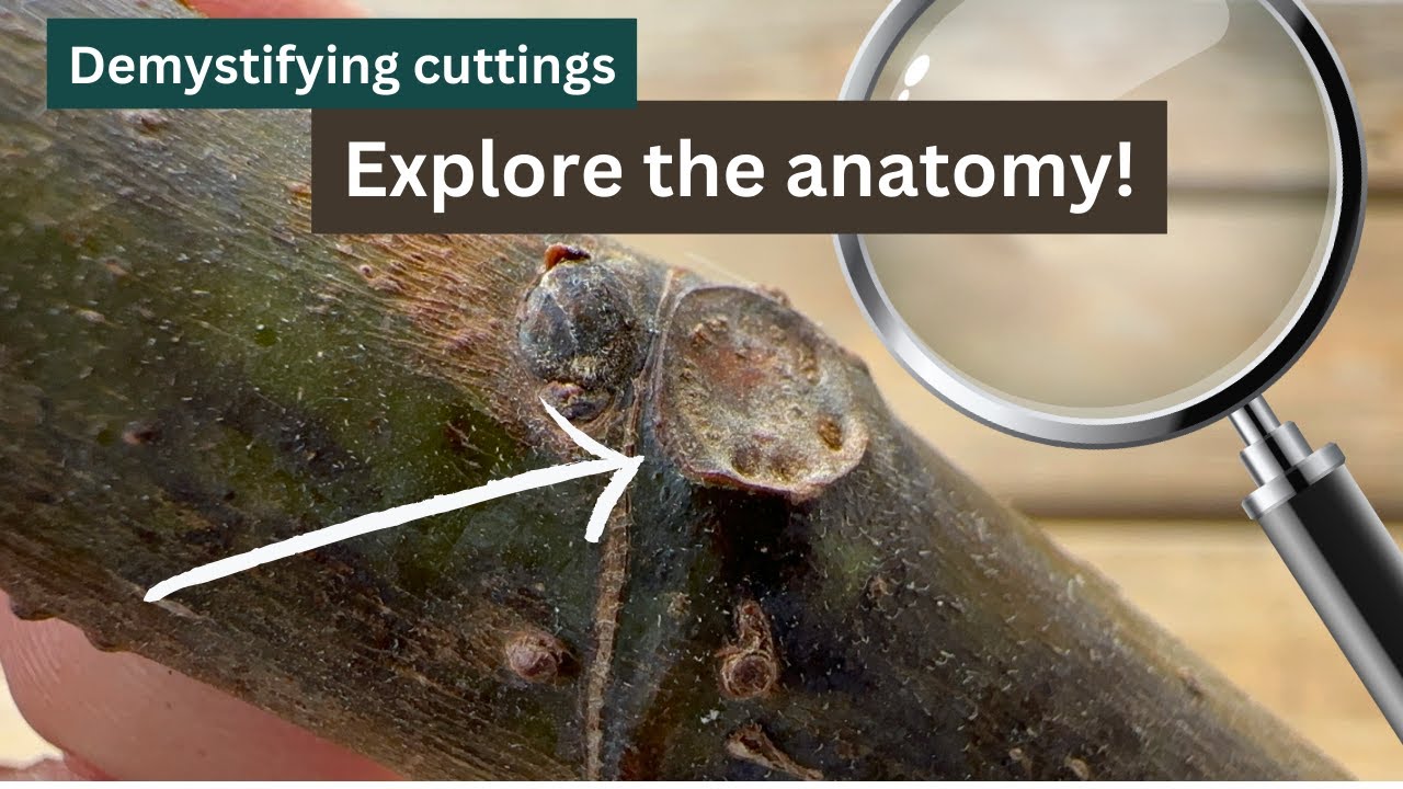 Fig Cutting Propagation: Anatomy and Tips for Rooting Success!
