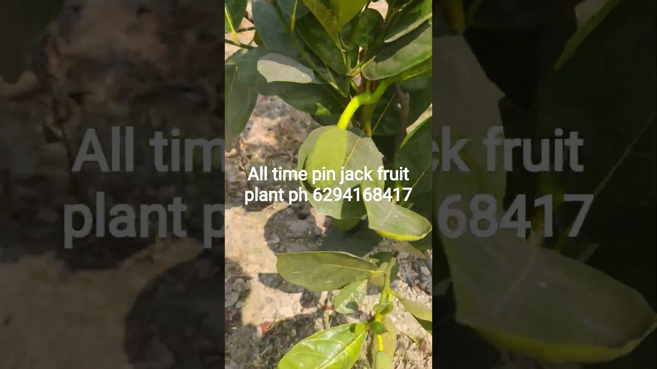 All time pin jack fruit plant ph..6294168417