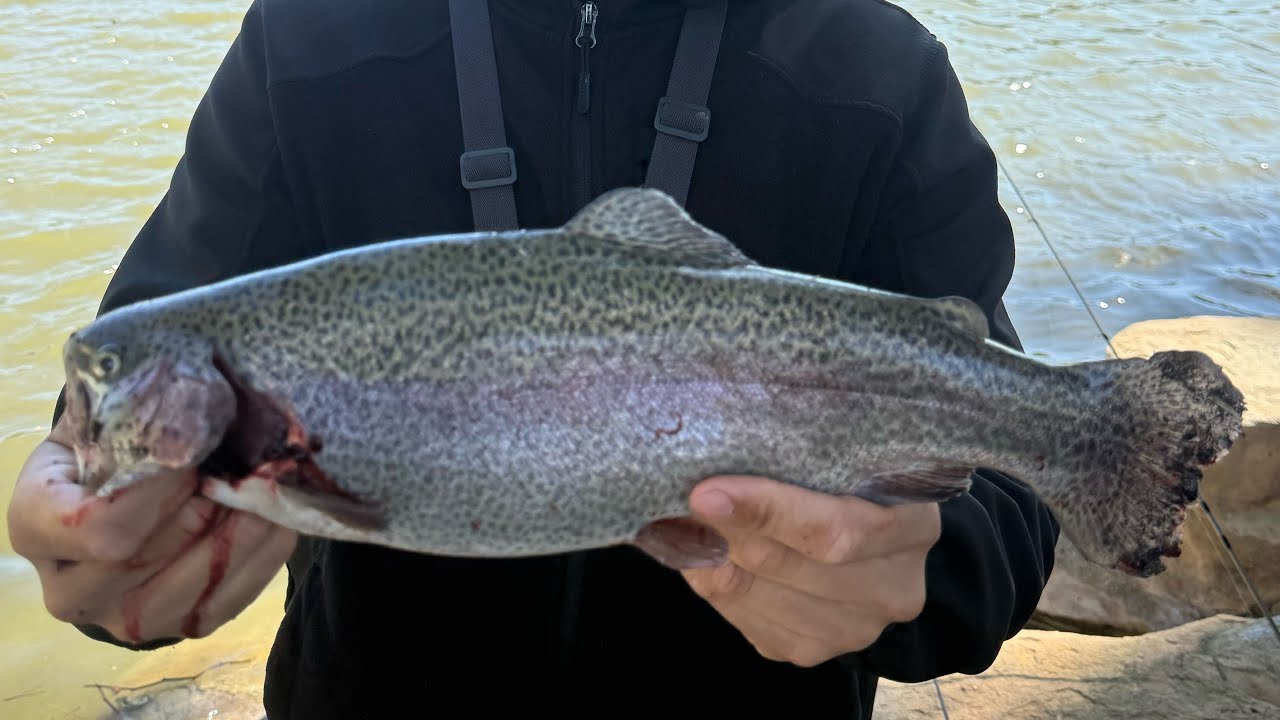 Yorba Regional Park Trout Stock Fishing!