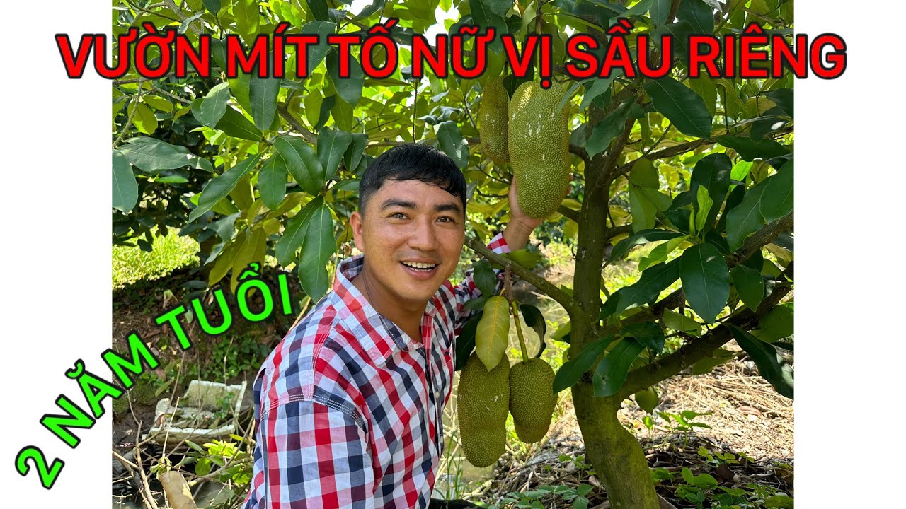 Tham quan vườn mít tố nữ vị sầu riêng 2 năm tuổi 0386569374-Hoa kiểng Chợ Lách- Ngọc Ngân Bến Tre
