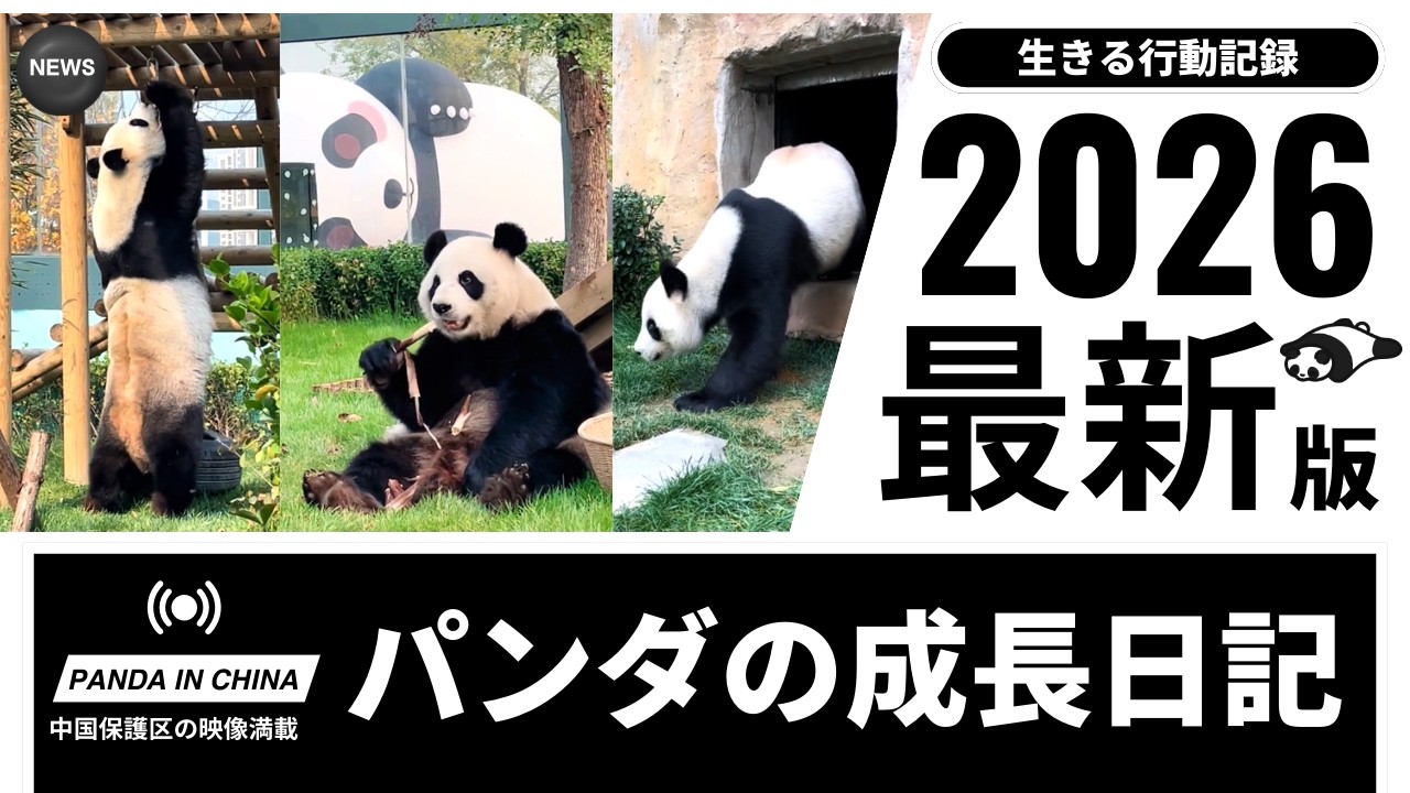 ジャイアントパンダが見せる生きるリズム ｜ パンダの時間 星美と巧巧が教えてくれる食と遊びと成長 星美のいたずら、巧巧の観察 天津パンダの知られざる行動記録 パンダの行動から学ぶ生態 #パンダ