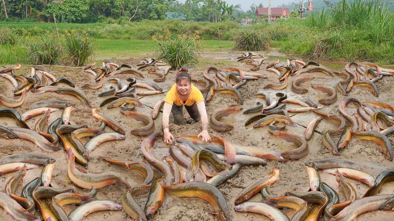 Catching A Lot Of Eels Underneath The Mud Goes To Village Market Sell | Ly Tieu Toan