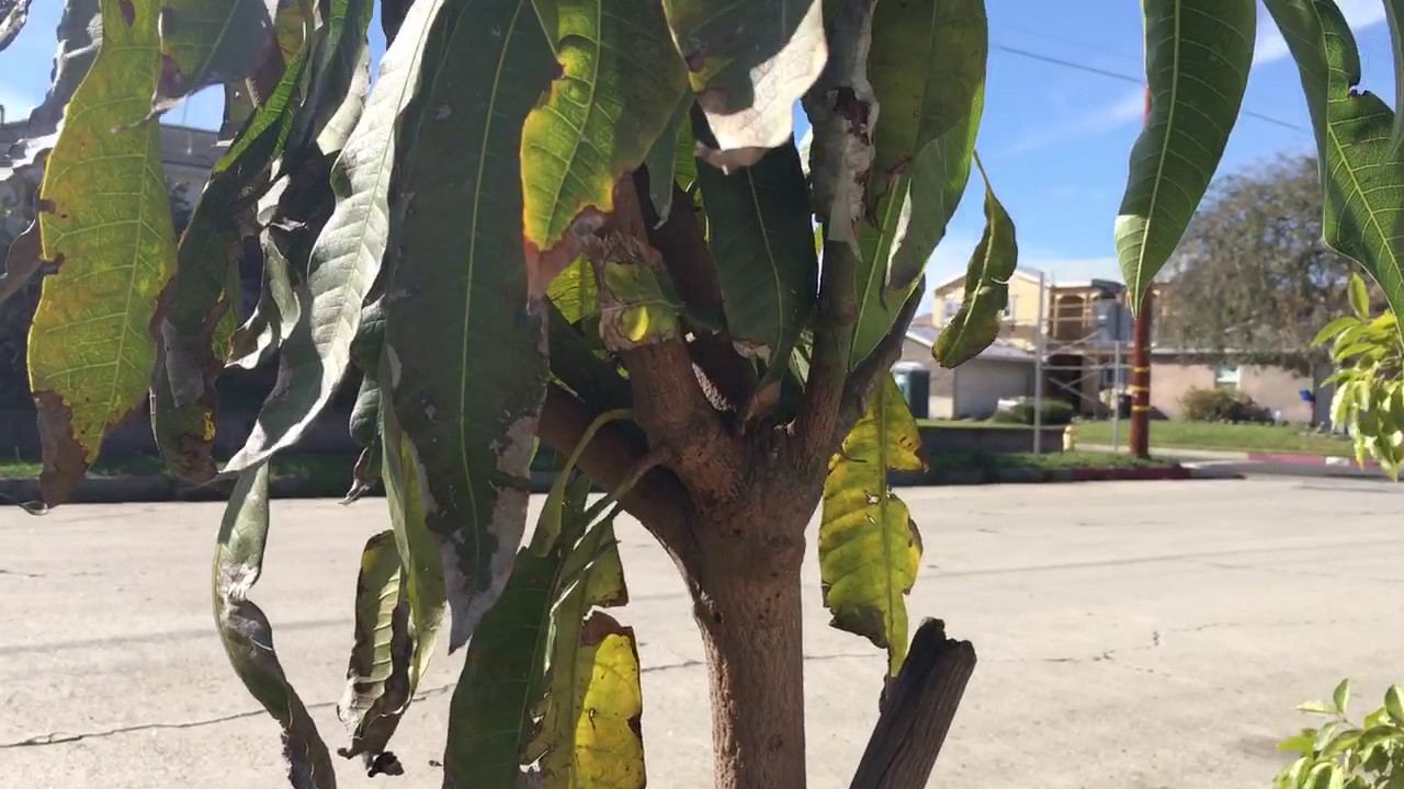 Multi-grafted Mango Tree!