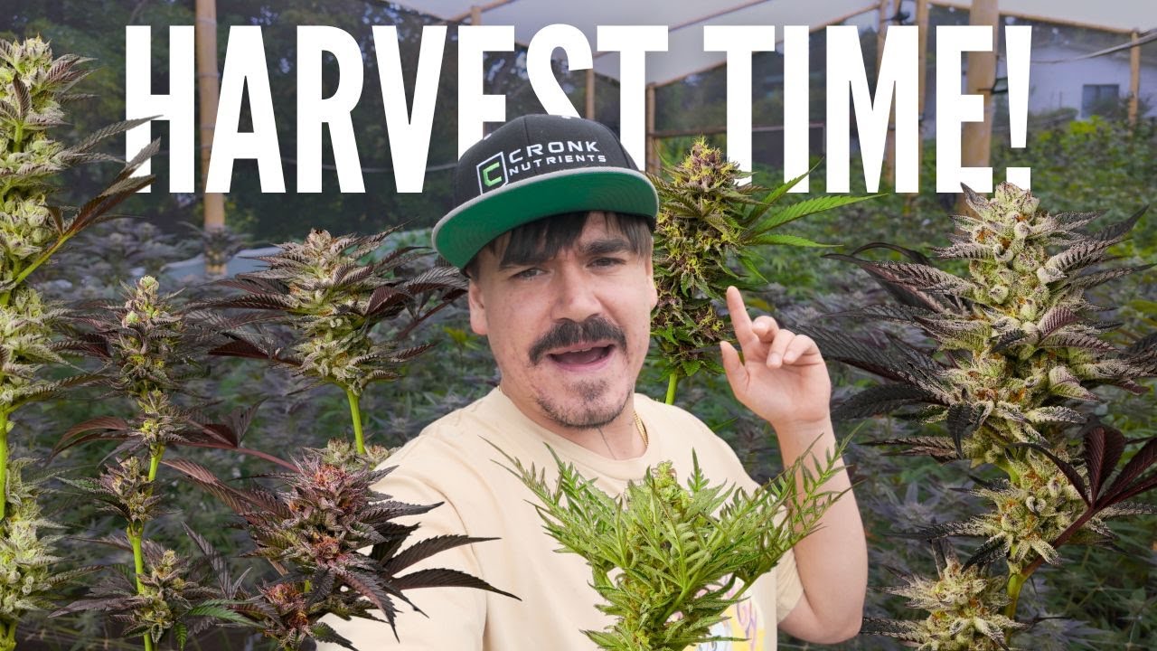 Biggest Outdoor Harvest Ever 🌱 500+ Plants, Fresh Frozen + Rosin Reveal