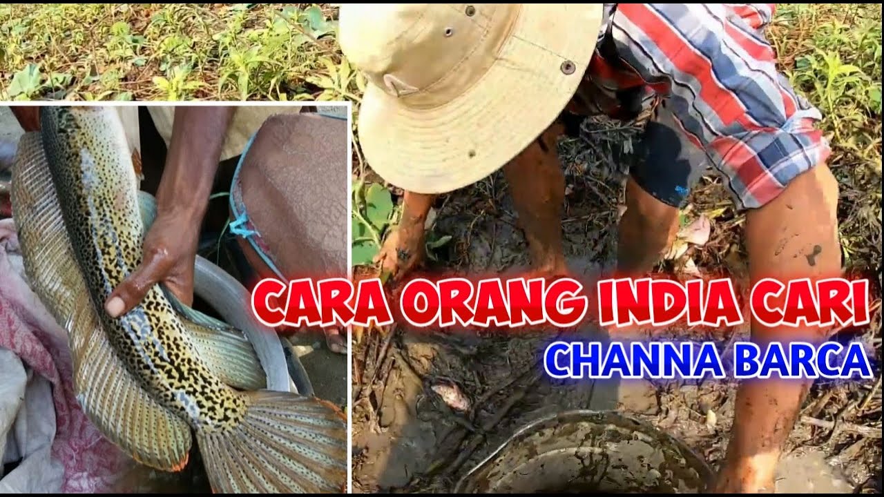 CARA ORANG INDIA CARI CHANNA BARCA!!! APAKAH YANG DI DAPAT BENERAN BARCA DAPAT?? #bangfish