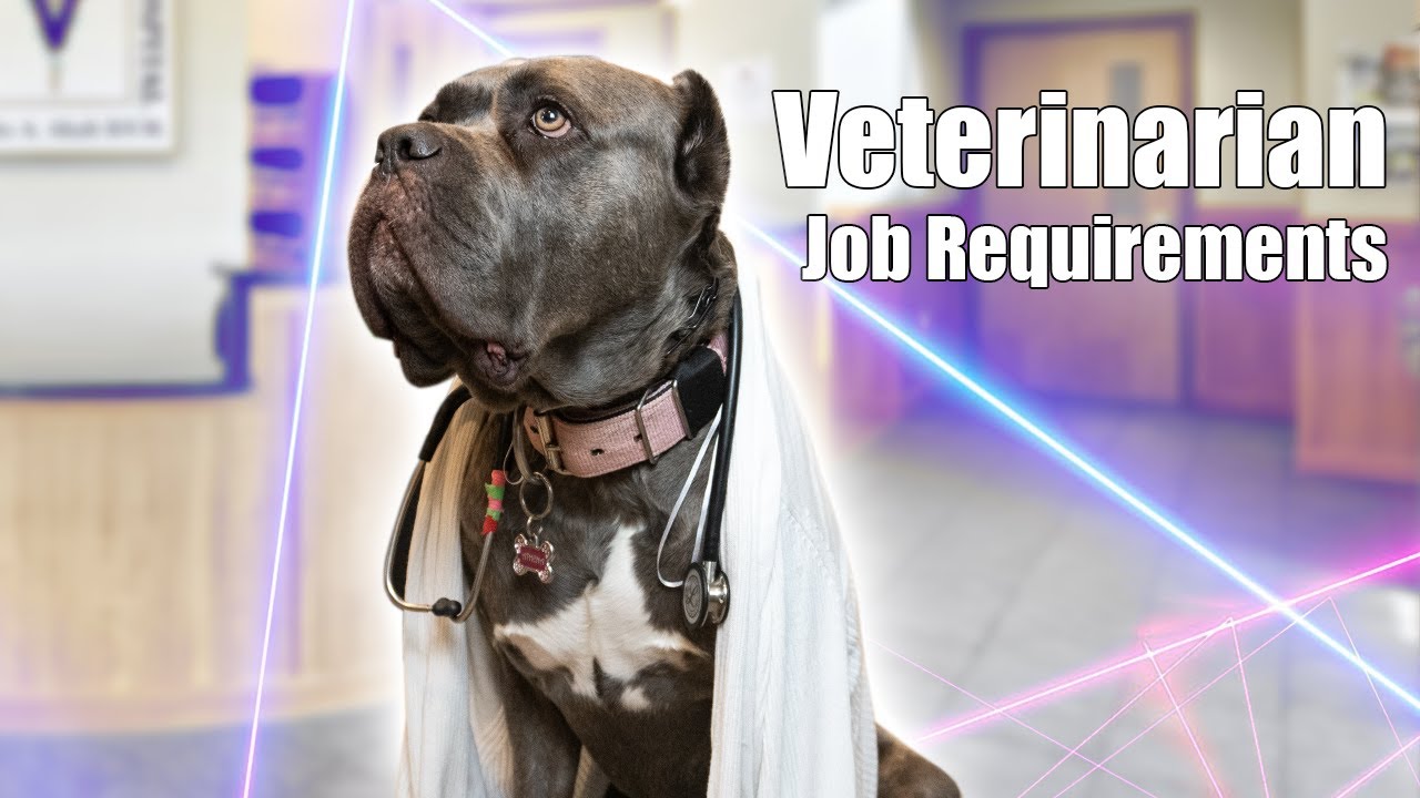 Veterinarian Job Requirements