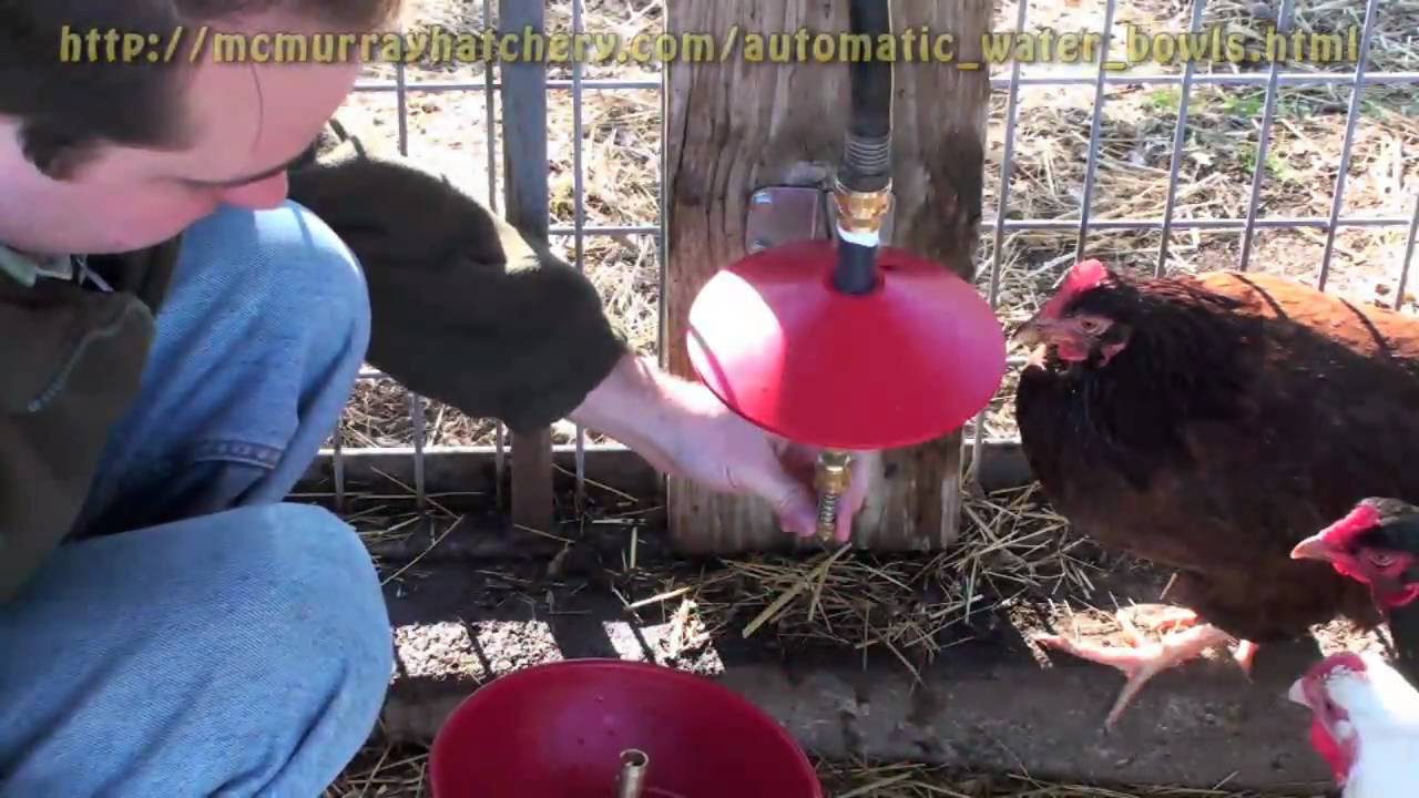 Automatic Water Bowl for poultry from McMurray Hatchery