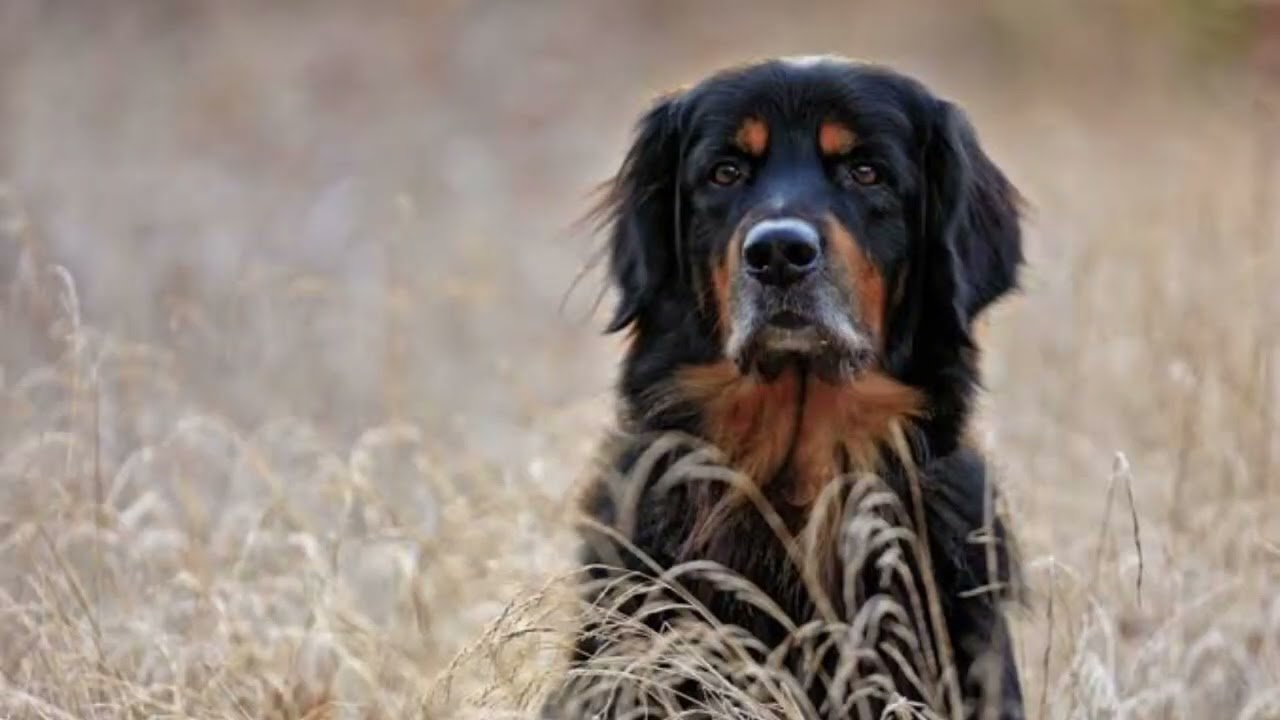 Hovawart Dog | Facts, History & Characteristics