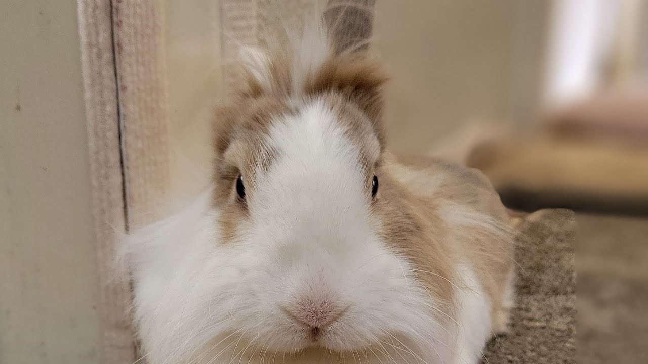 Bunny mofu is live! 11 FEB 2026 #可愛い #かわいい #bunny #rabbit #cute #ふわふわ #うさぎ #relaxing #動物 #viralvideo