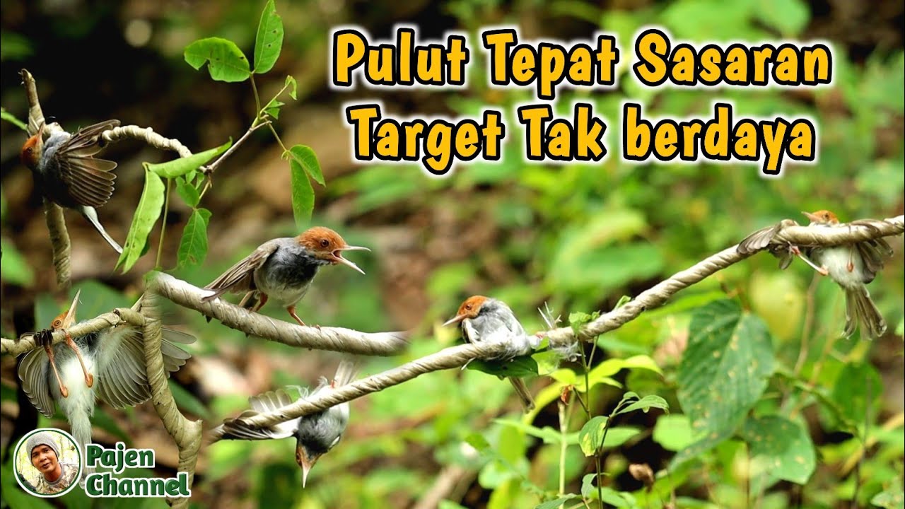 Mikat Burung Prenjak Dengan Trik Yang Jarang Orang Tahu