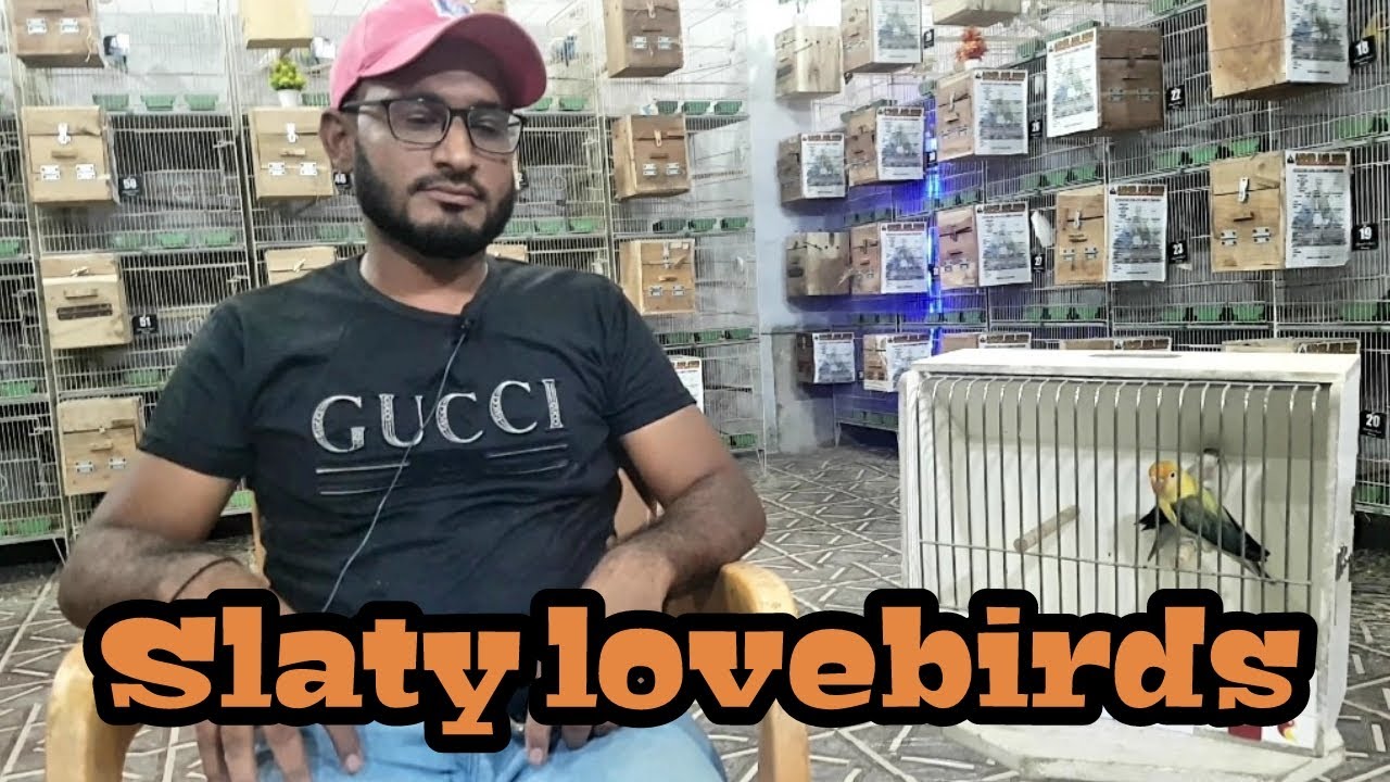 Slaty opline lovebirds produce and working