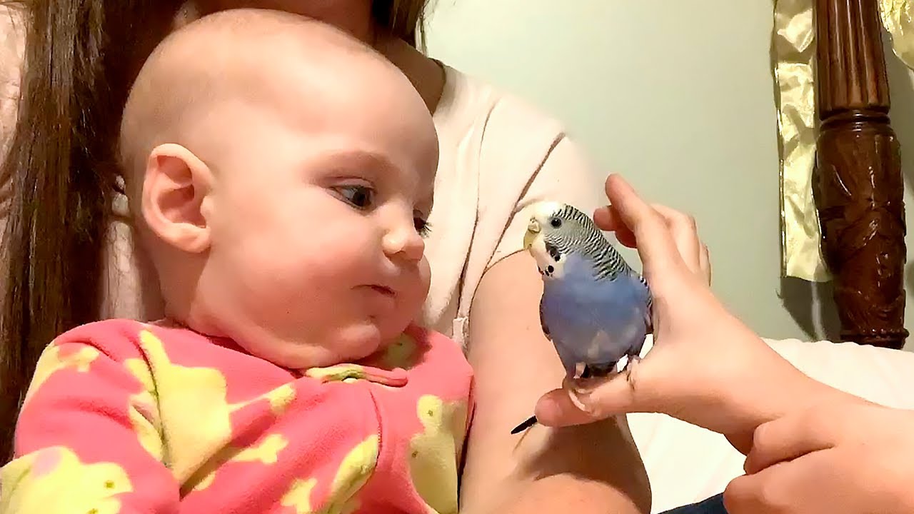 Lustige Tierbegegnungen | Kleine Entdecker und pelzige Freunde