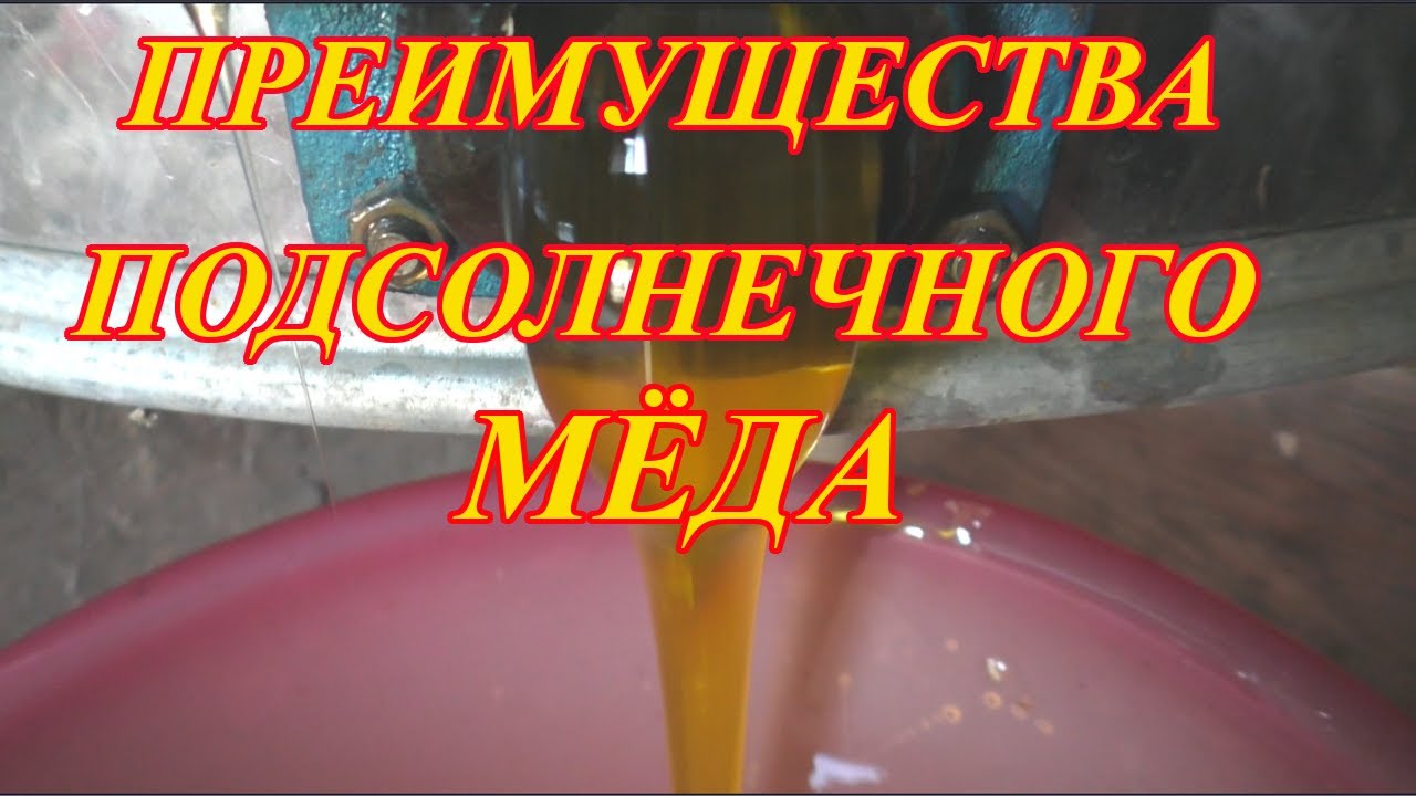 Качаем МЁД. Преимущества и недостатки ПОДСОЛНЕЧНОГО МЁДА.