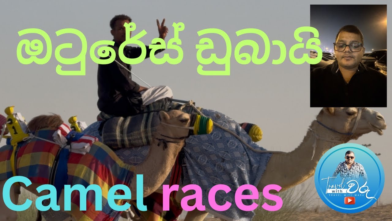 ඩුබායි ඹටු රේස් | dubaicamel race | #travelbloggers#dubailife#camel race