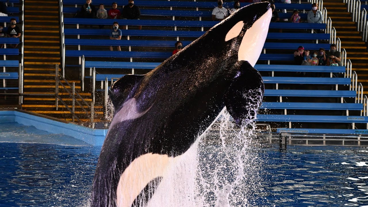Orca Encounter (Full Show) - SeaWorld San Antonio - August 26, 2021