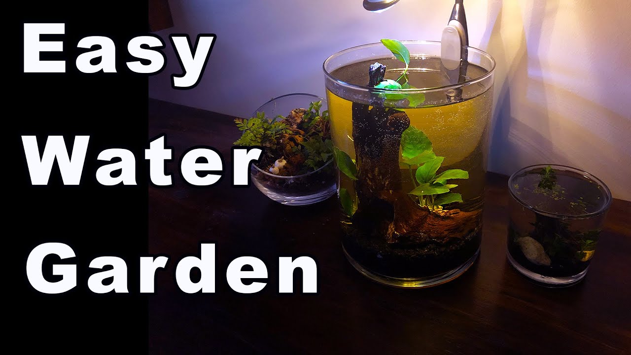 Simple DIY Mini Water Garden!
