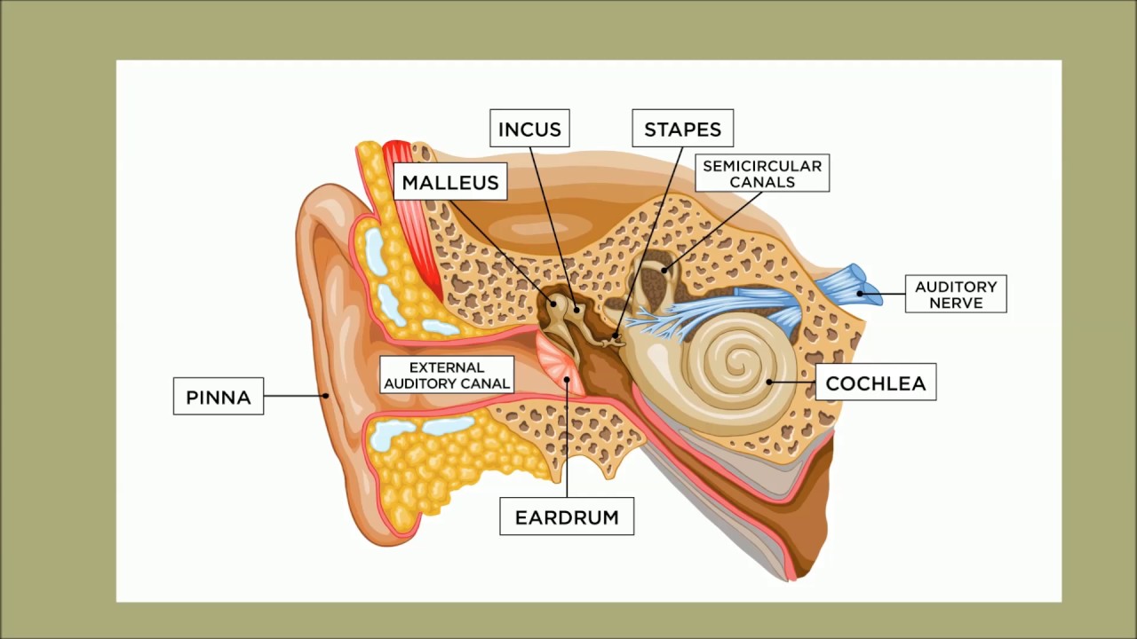 Complete hearing test in 6 steps