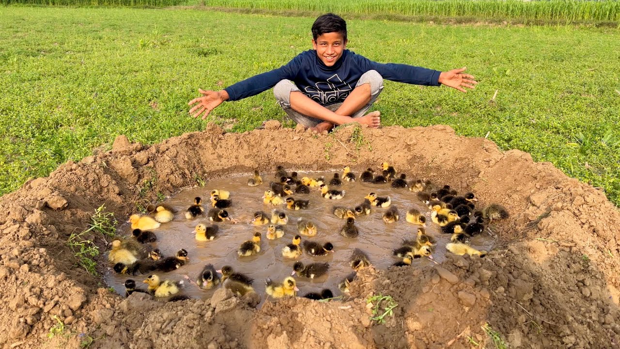 100 Baby Ducks Ke Liye Swimming Pool Bana Diya 😍 🦆