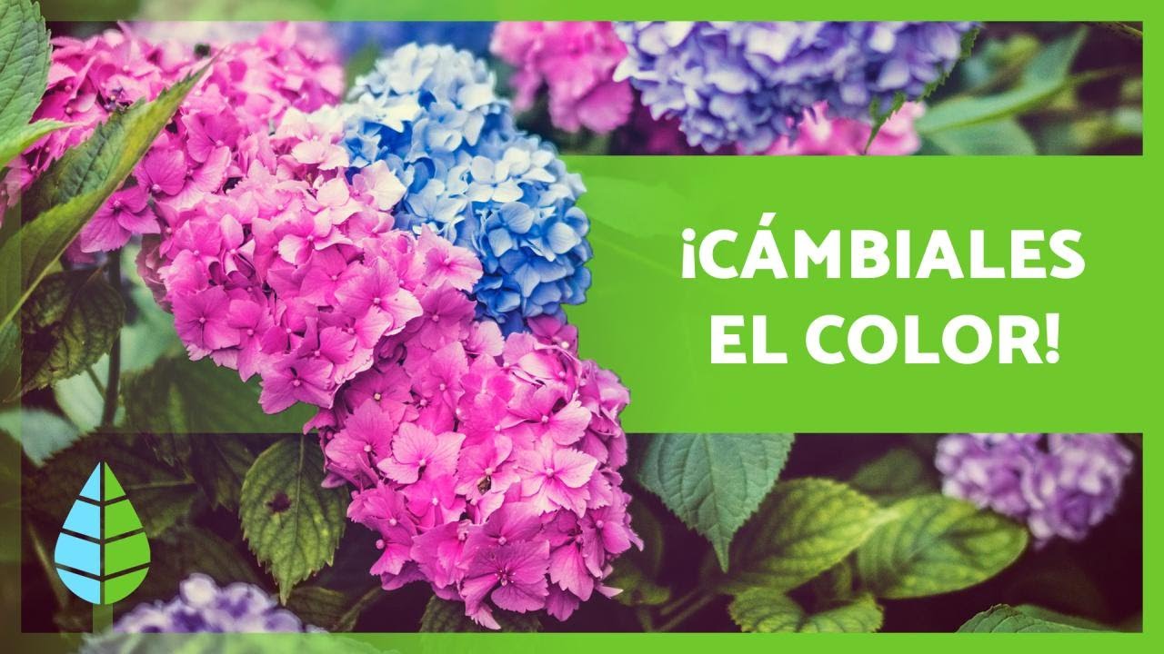 &iquest;C&oacute;mo CAMBIAR el COLOR de las HORTENSIAS? 💐 (Trucos y Consejos)