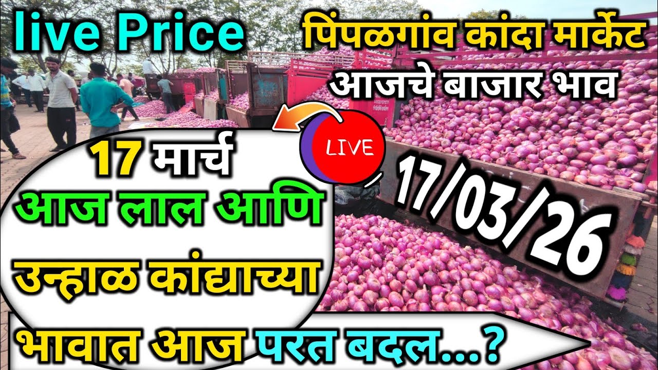 Pimpalgaon Onion Market Price Today:Latest Rates And Insights 17 march 2025