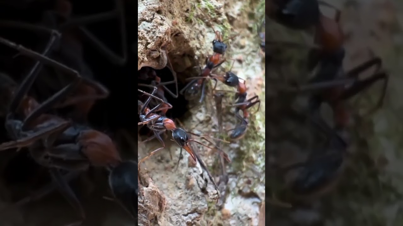 This Tiny Ant Has One of the Most Painful Stings on Earth 😱🐜