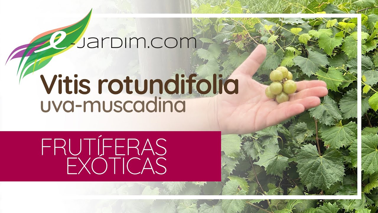Vitis rotundifolia / uva-muscadina - muscadine grape - Frutíferas Exóticas | Sítio E-Jardim