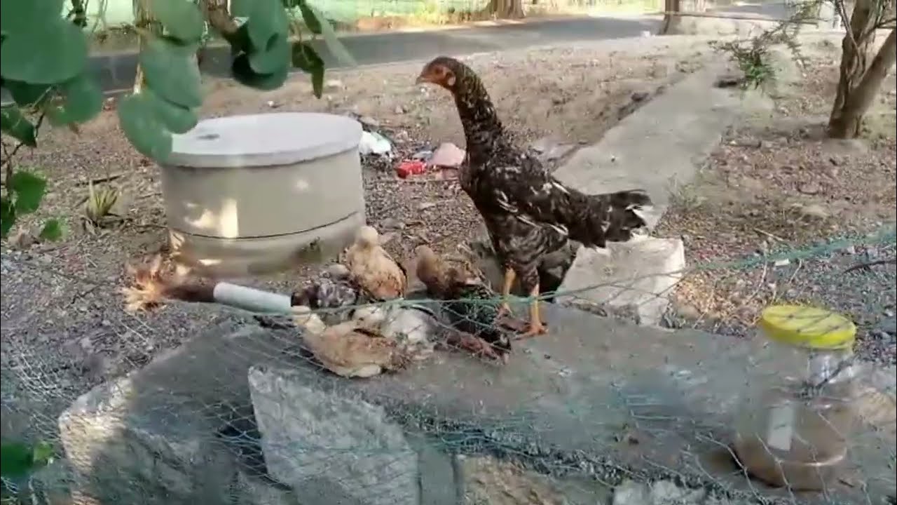 நம் நாட்டுச் சுரைக்காயும் கத்திரி செடியின் வளர்ச்சியும்||Giving fertilizer to brinjal plants