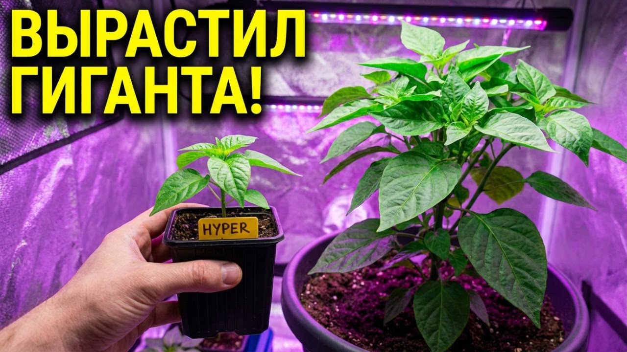 Как вырастить перец Hyper в домашних условиях