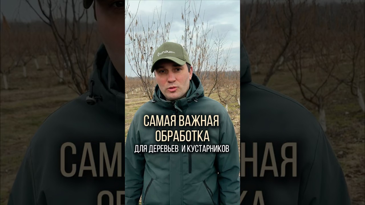 Самая важная обработка для деревьев и кустарников #дача #садоводничество #сад #беларусь