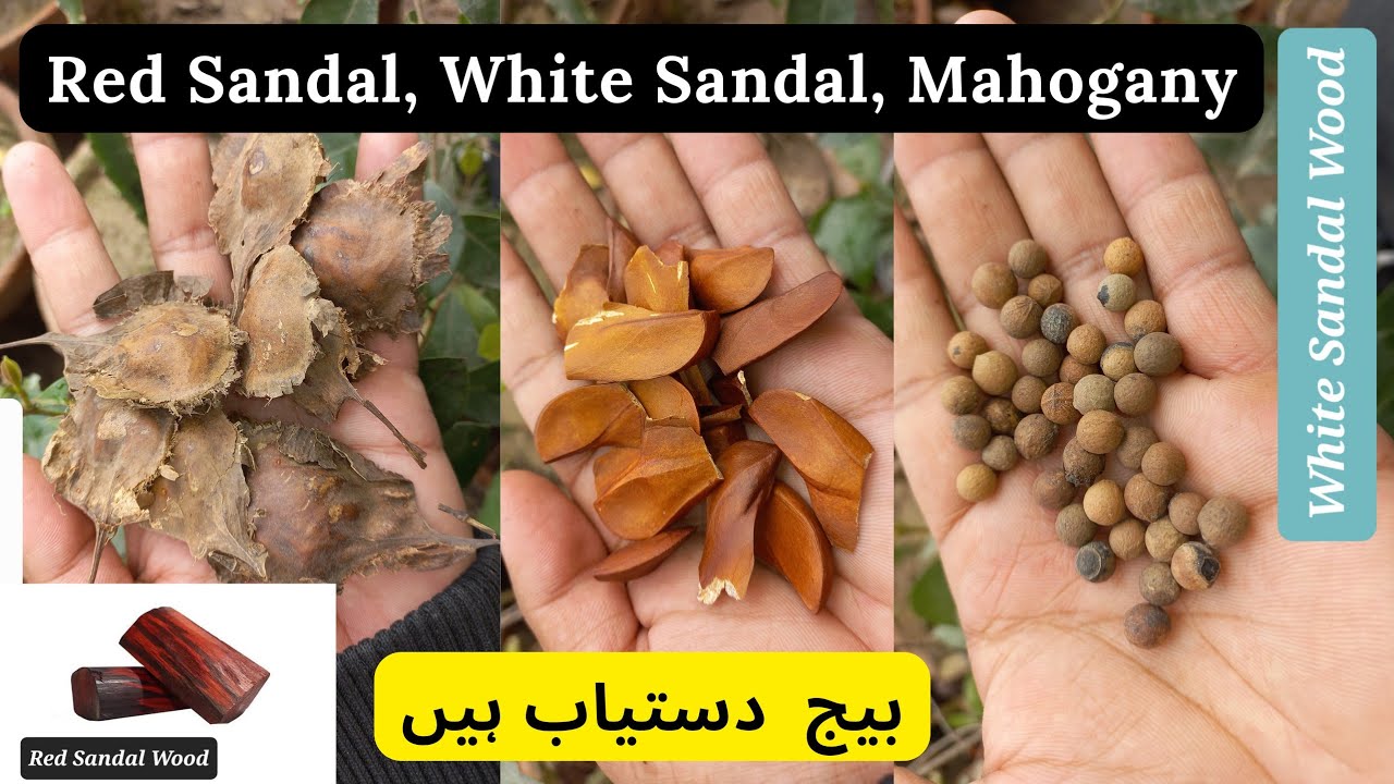 White Sandal Wood, Red Sandal Wood, Mahogany Tree Wood | Seeds | Rare Garden