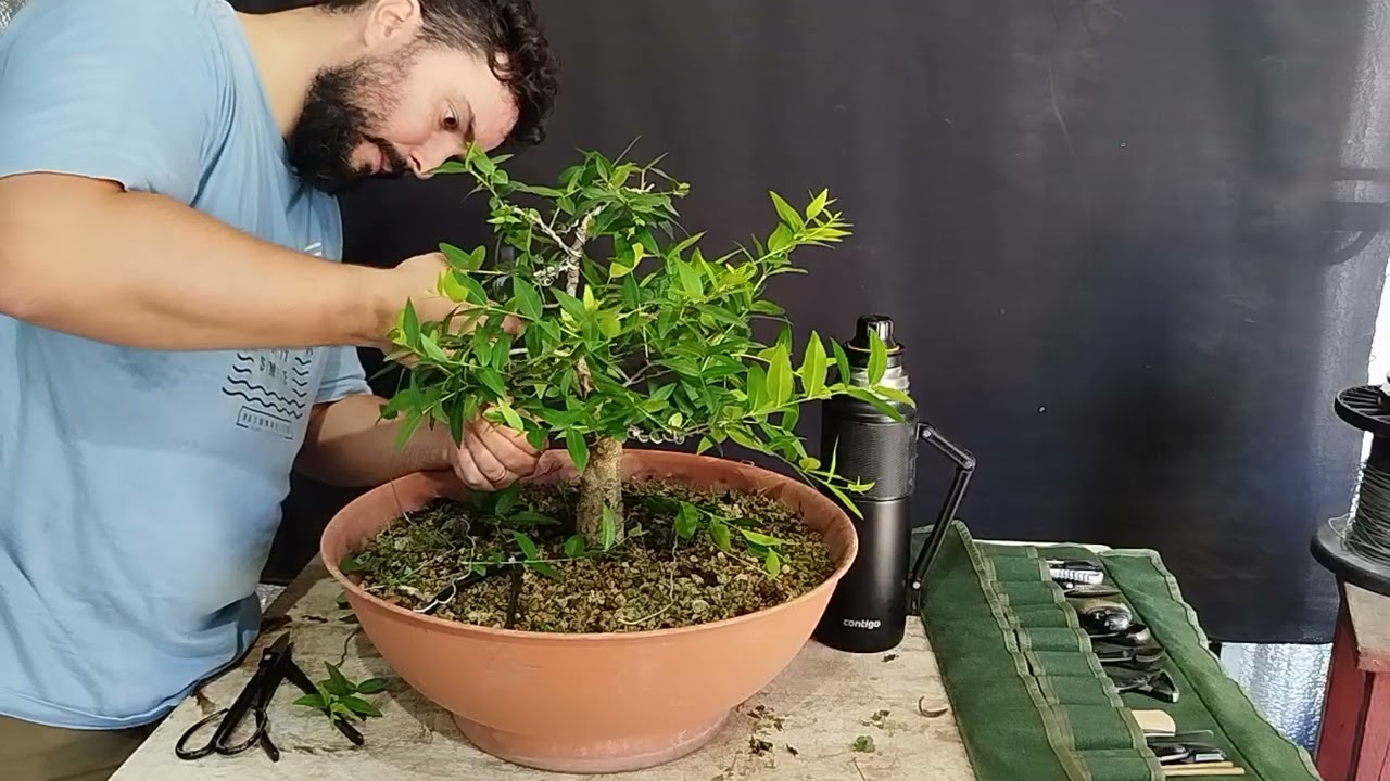 LN T5E16 Anacahuita. Poda de Formación y Algo de Alambrado. Blepharocalyx salicifolius