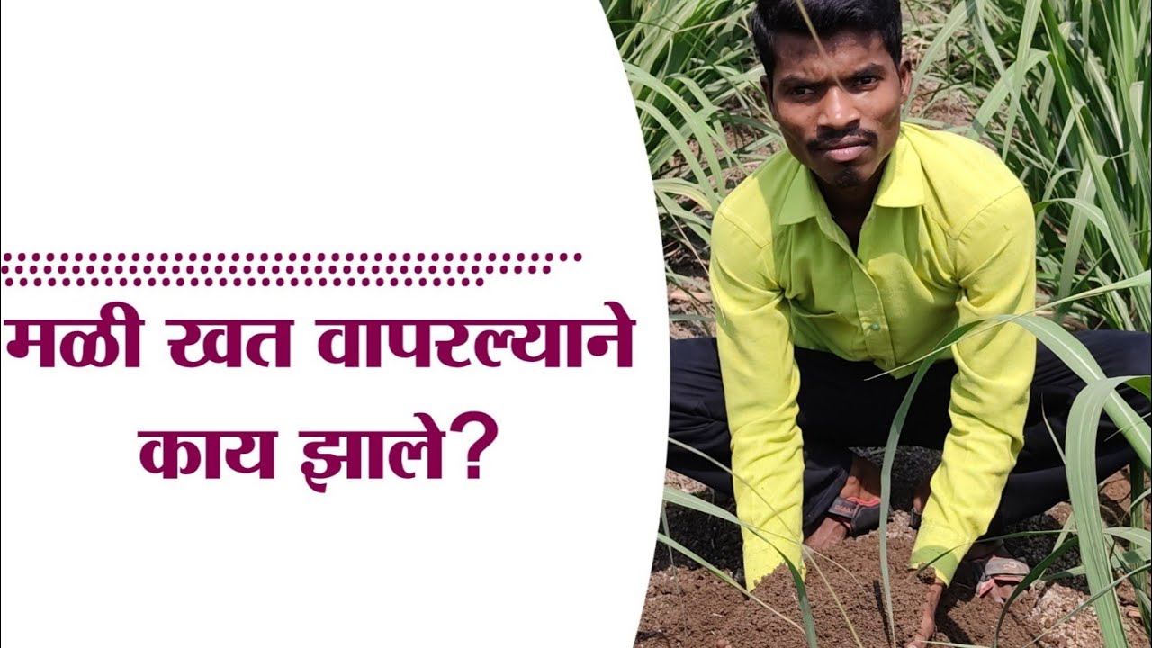 मळी खत आणि गांडूळखत वापरल्याने काय झाले ? | Molasses pesticide information | Farmer information