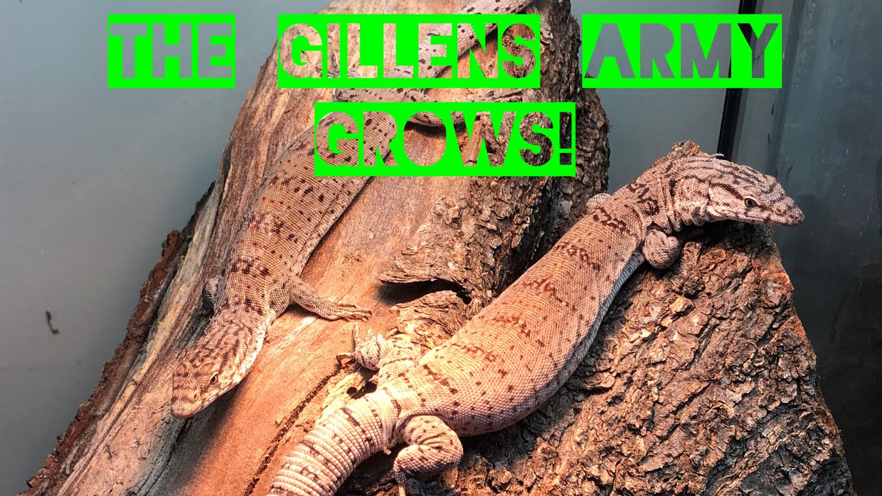 Monday Mania! Rack rearranging and MORE Pygmy mulga monitors! - Gillens monitor ~ Varanus gilleni