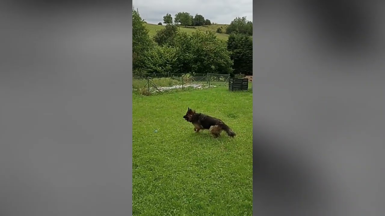 Top dog fetch skills!