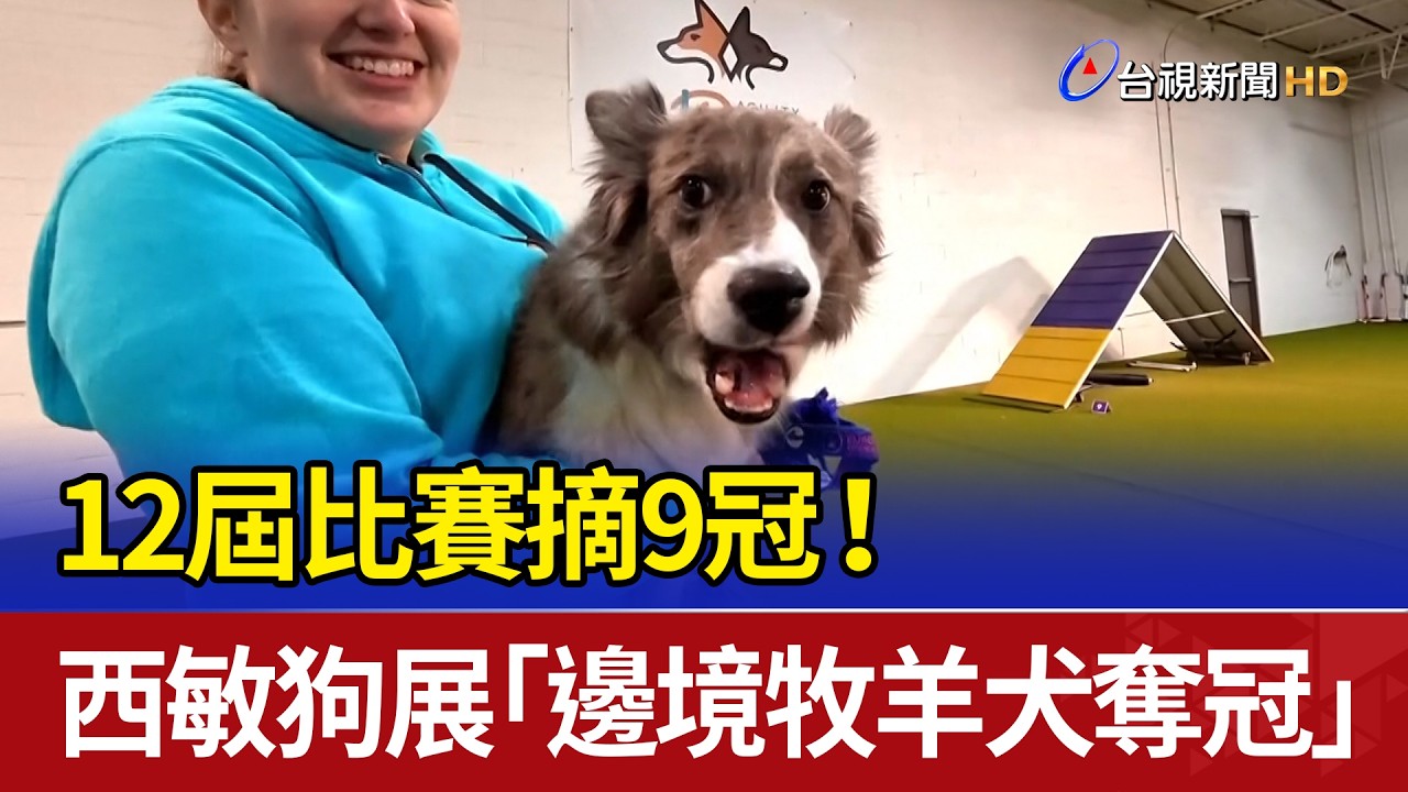 12屆比賽摘9冠！ 西敏狗展「邊境牧羊犬奪冠」