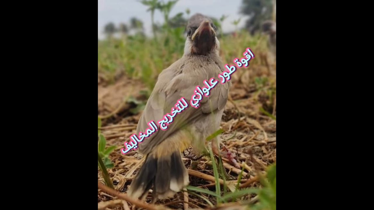 تغريد بلبل علوازي  من ارقئ الاطوار للتخريج