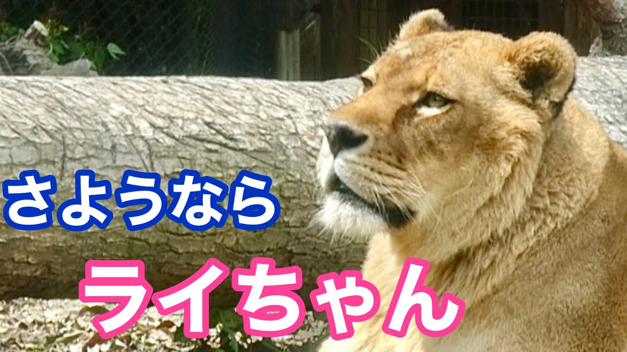 さようならライちゃん