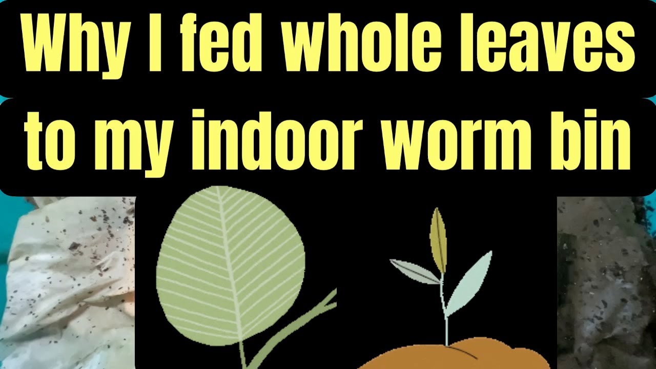 Why I fed whole leaves to my indoor worm bin -- it's for the critters!