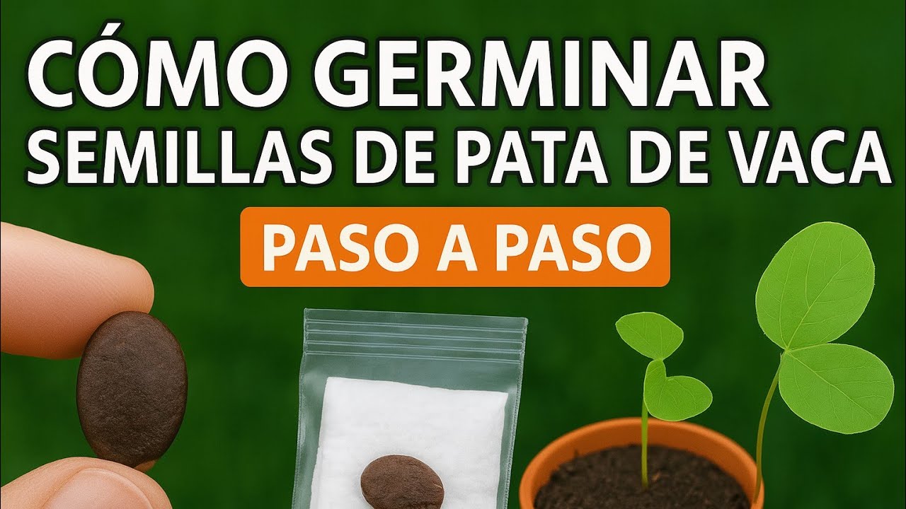 Cómo Germinar Semillas de Pata de Vaca | Pezuña de Buey Paso a Paso 🌱 (Bauhinia Forficata)