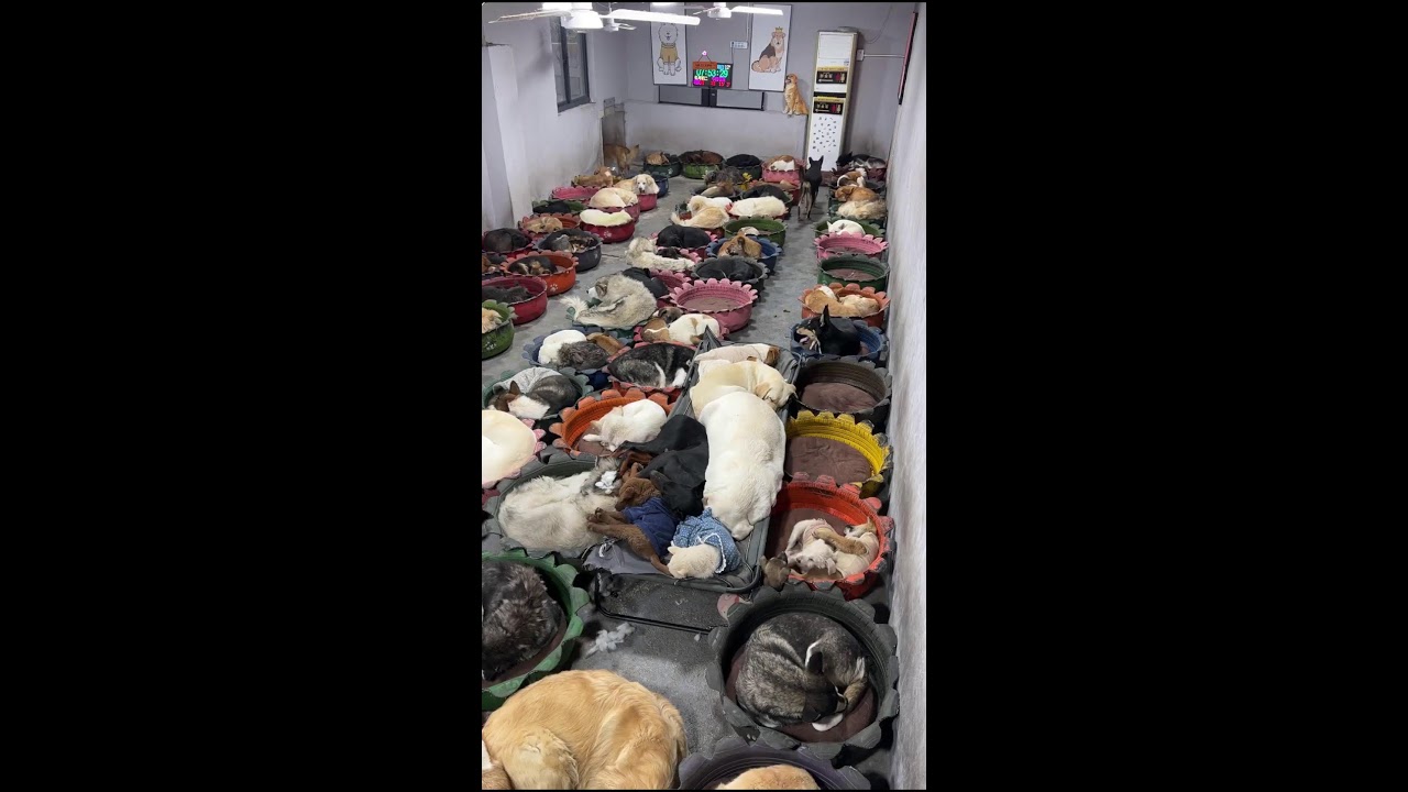 Counting dogs to help your sleep Relaxation | 犬を数えて眠りを助けます | les chiens pour dorm  ASMR King Charles