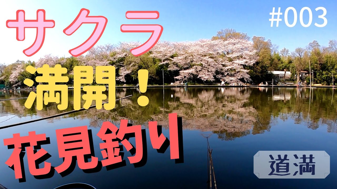 へらぶな釣り　桜を見ながらマッタリ釣り。春の底釣りで爆釣の予感！？底釣り/ウキ動画有り #003【釣ーりんぐ】道満