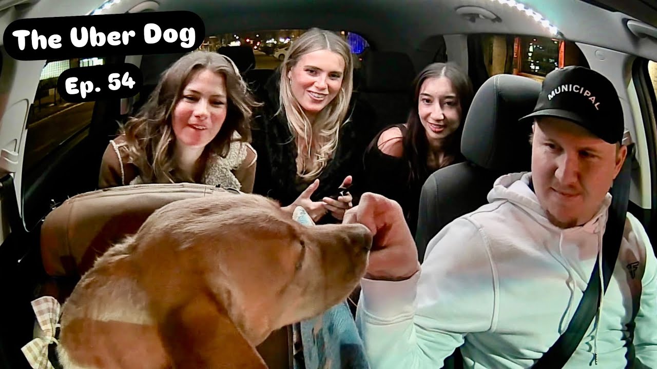 Uber Dog Surprises Passengers!