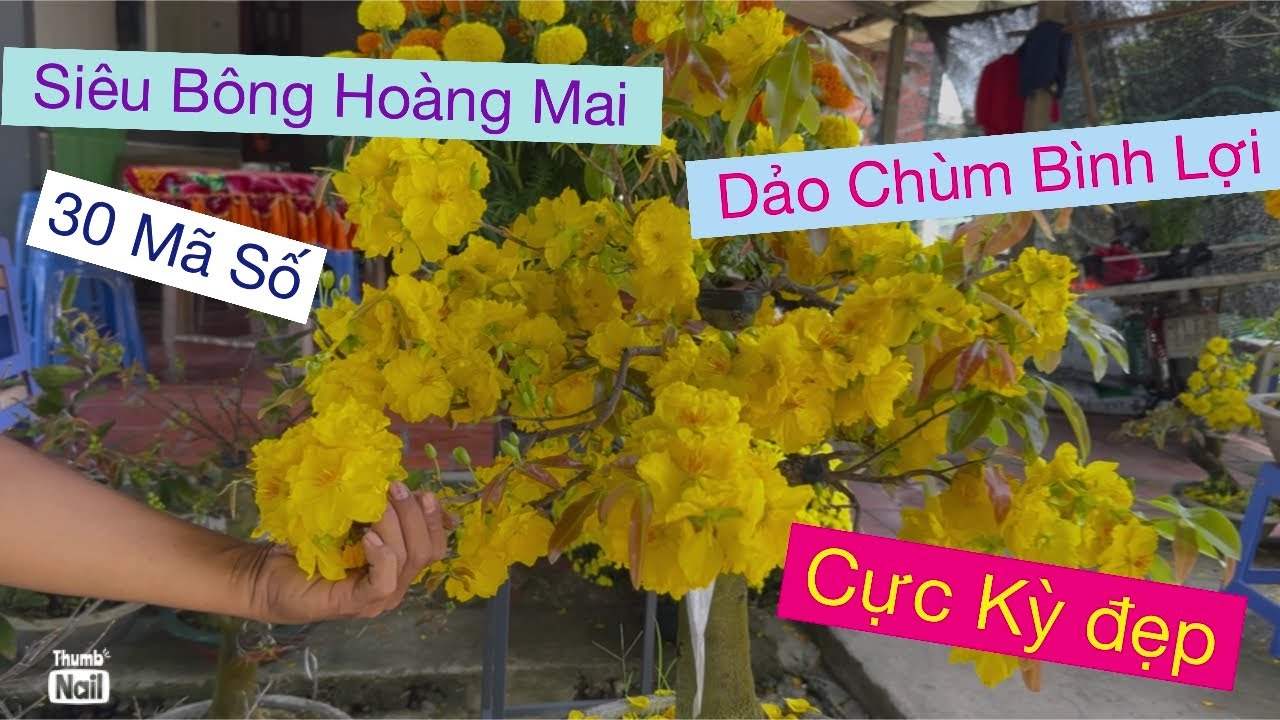 Clip6…09733 88093 lĩnh anh,,giảo chùm bình lợi,hoảng mai 