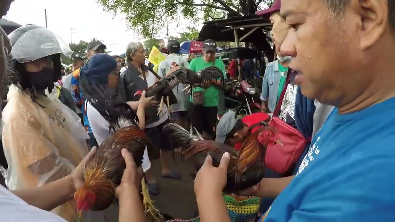 TATAY TONY AT BOSS OGIE TANDEM NA SA PAGBENTA NG MURANG MANOK KAHIT UMUULAN!.